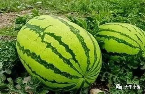 吕梁网红吃瓜大爆料,揭秘背后惊人真相